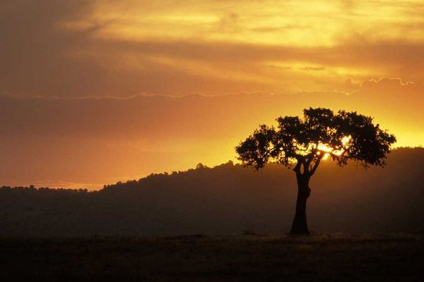 Kenya, Masai Mara Acacia silhouetted at sunset